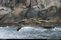  : Seals on the rocks