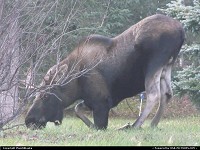 Anchorage : Praying moose