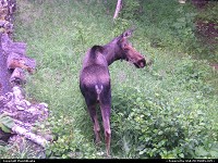 Anchorage : Young moose