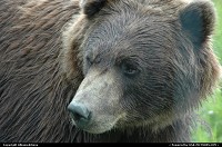 Alaska's Wildlife. For multimedia slideshow The Alaska Experience: www.album-editions.nl