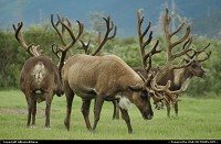 Alaska's Wildlife. For multimedia slideshow The Alaska Experience: www.album-editions.nl