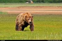 Photo by Albumeditions |  Katmai Alaska, bear, bears