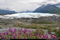 The Matanuska Glacier is a large ice flow, 24 miles long and 4 miles wide at the terminus, averaging aprox. 2 miles in width. This glacier is a valley glacier. For more Alaska images: www.alaska-editions.nl