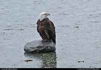 , Not in a City, AK, The American Bald Eagle, here watched in the waters of Prince William Sound, is the symbol of the United States of America! Eagles can not get their feathers wet, the prey they capture from the water must be at or near the surface. For more Alaska (including wildlife!) and US web galleries: www.michelhammann-photography.com 