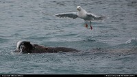 The catch of the day of this sea lion is also watched by a hungry seagull. Shot made in Prince William Sound, Alaska. For more wildlife and webgalleries: www album-editions.nl & www.alaska-editions.nl