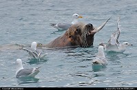 12) The catch of the day of this sea lion is also watched by a group of hungry seagulls. In Alaska’s Prince William Sound you can watch for a great variety of marine- and wildlife! For more Alaska (including wildlife!) and US web galleries: www.michelhammann-photography.com 