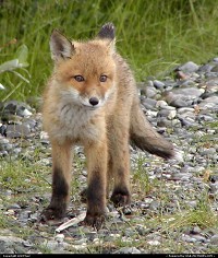 A Fox watches for 'lunch' to run by in Northern Alaska