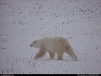 Wayward Polar Bear taken 100 miles south of the Arctic Ocean. 