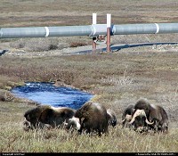 Musk Oxen north of Atigun Pass about 50 miles south of the Arctic Ocean
