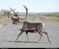 A Caribou crosses a lonely road in extreme northern Alaska.