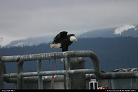Photo by elki | Seward  eagle, wilderness