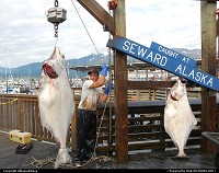 Alaska, A good day's catch in Seward, Alaska. For webgalleries Alaska: www.alaska-editions.nl
