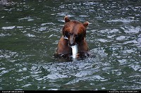 Photo by Albumeditions | Valdez  Alaska, Valdez, Bears