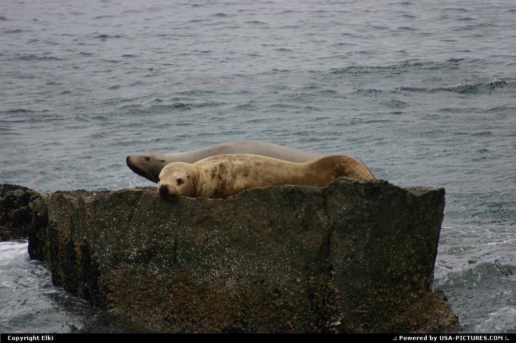 Picture by elki:  Alaska   seal, seals