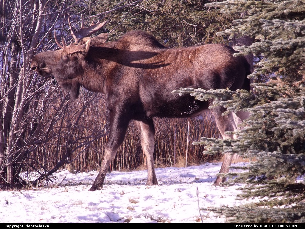 Picture by PlanItAlaska: Anchorage Alaska   Moose