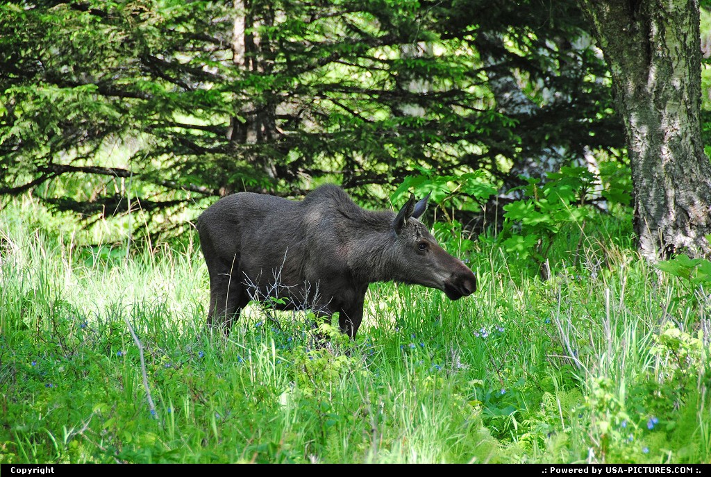 Picture by Albumeditions: Anchorage Alaska   Alaska, wildlife, moose