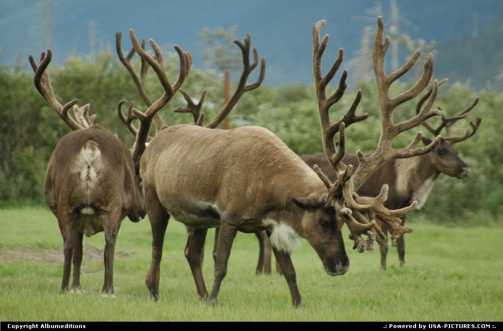 Picture by Albumeditions:  Alaska Denali  Alaska Denali Wildlife