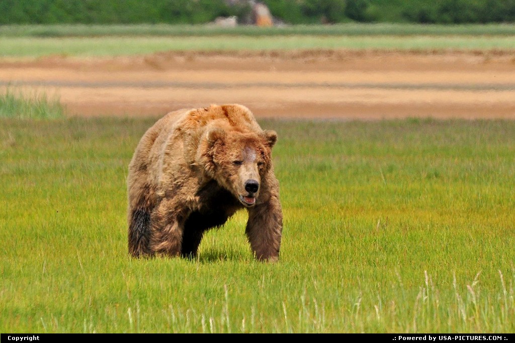 Picture by Albumeditions:  Alaska Katmai  Alaska, bear, bears