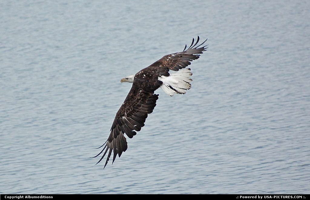 Picture by Albumeditions: Not in a City Alaska   Alaska, wildlife, bald eagle