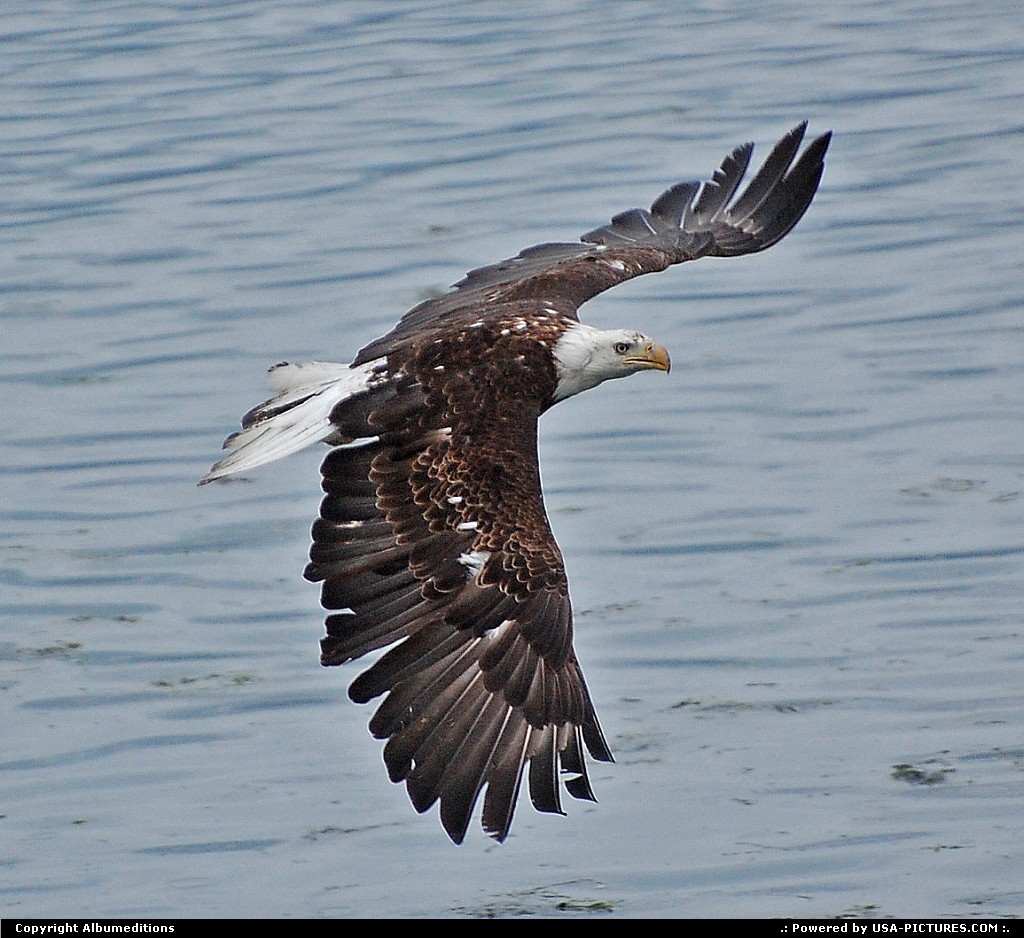 Picture by Albumeditions: Not in a City Alaska   alaska, baldeagle, wildlife