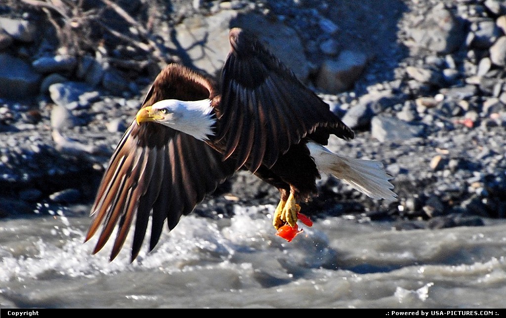 Picture by Albumeditions: Not in a City Alaska   Alaska, Wildlife