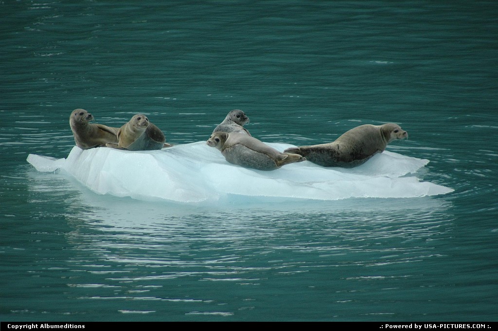 Picture by Albumeditions: Not in a city Alaska   Alaska Wildlife