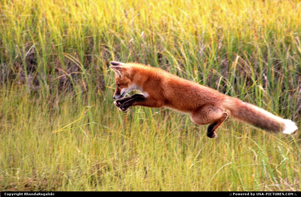 Picture by RhondaRogalski: Prudhoe Bay Alaska   red fox, fox, alaska, hunting, prudhoe, wildlife