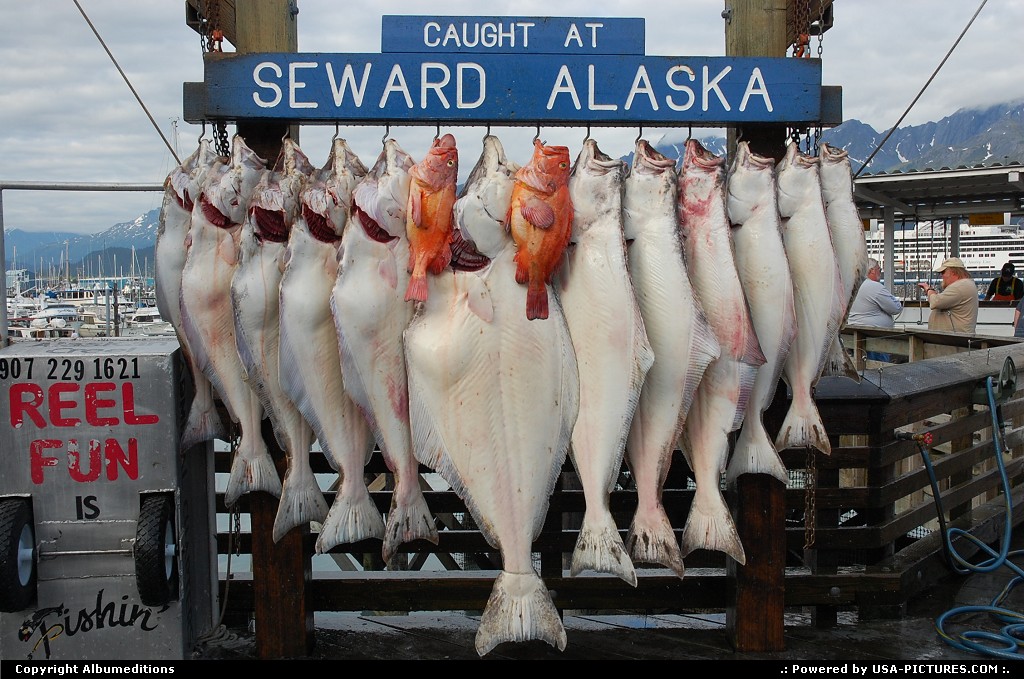 Picture by Albumeditions: Seward Alaska   Alaska Seward Sportfishing
