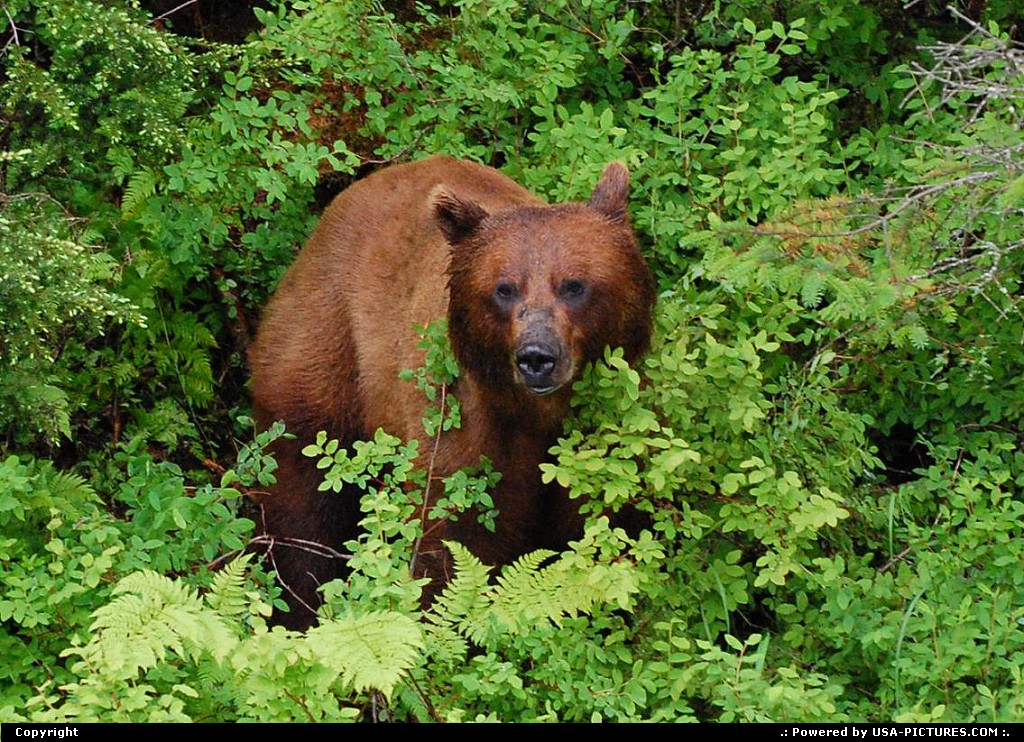 Picture by Albumeditions: Valdez Alaska   Alaska, wildlife, bear