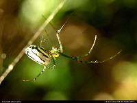 Ozark : Spider on web.