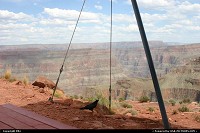 Grand Canyon : Corbeau profitant du spectacle
