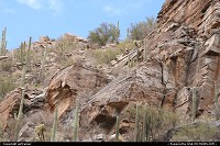 Hors de la ville : Cactus of the Sabino Canyon, near Tucson