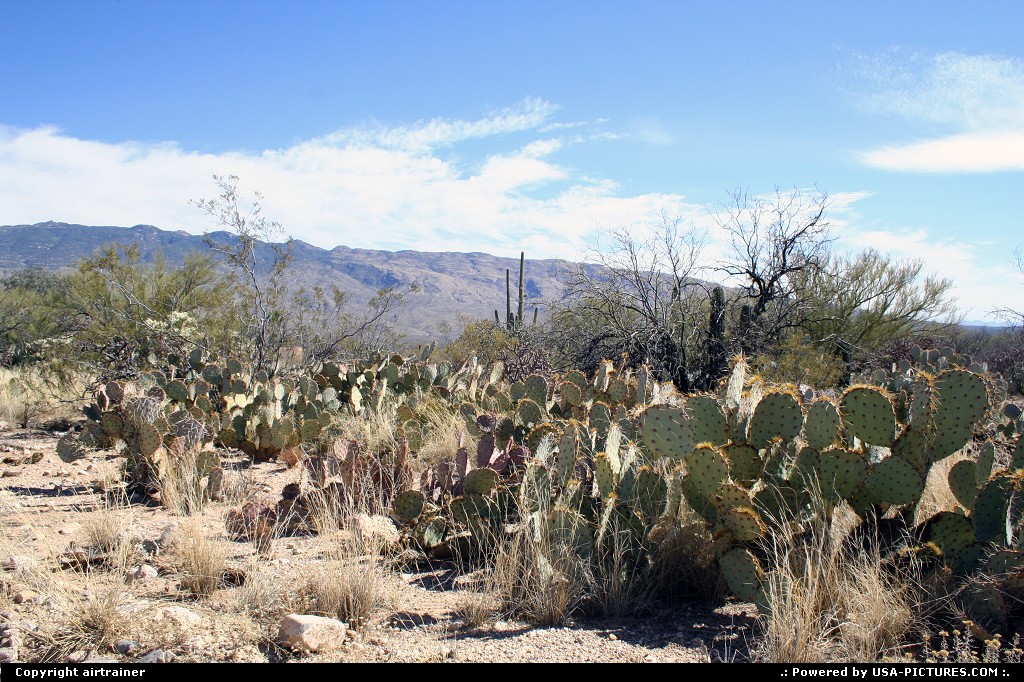 Picture by airtrainer: Hors de la ville Arizona   cactus, santa catalina mountains, tucson