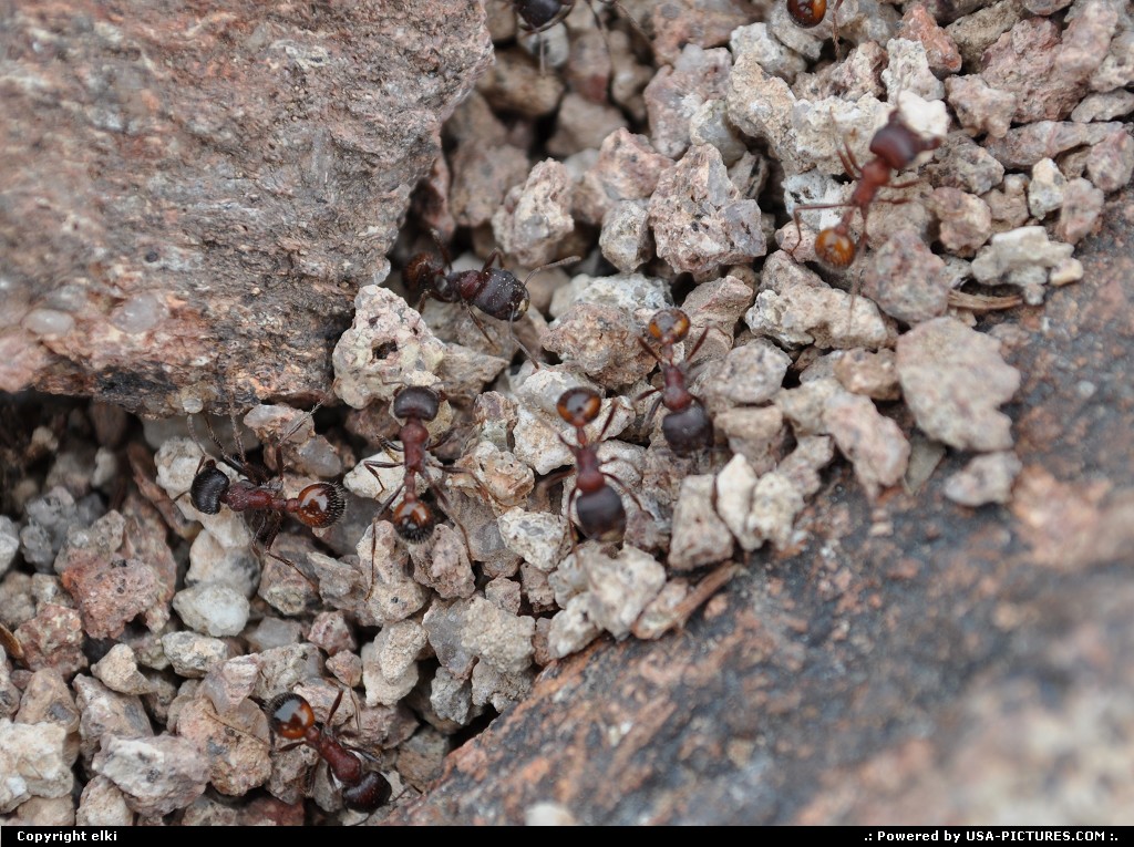 Picture by elki: Not in a City Arizona   ants arizona