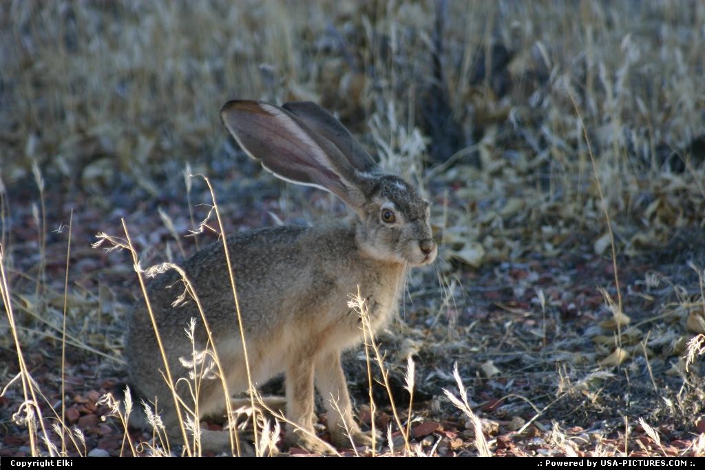 Picture by elki: Page Arizona   rabbit