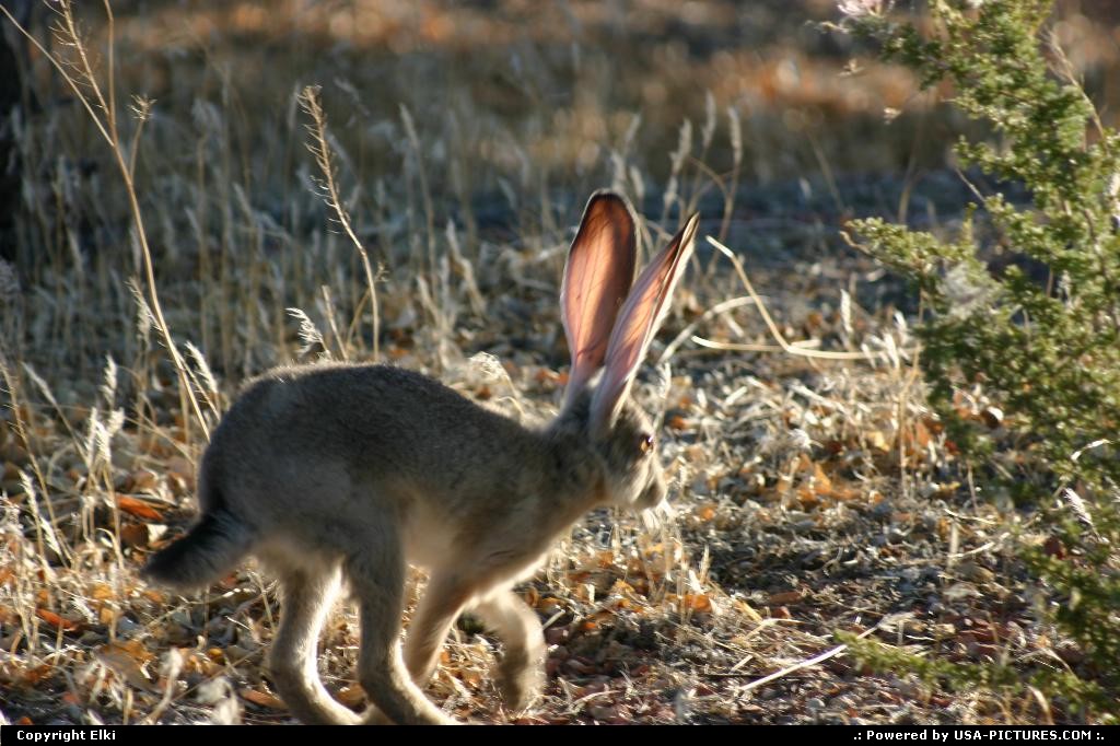 Picture by elki: Page Arizona   rabbit