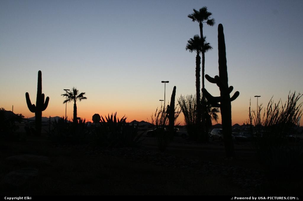 Picture by elki: Tucson Arizona   cactus, sunset