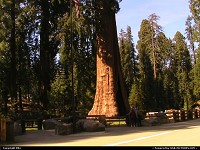 Photo by elki |  Sequoia sequoia