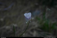 Sequoia national park: Flower within the park