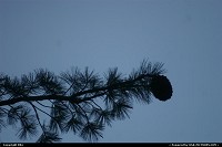 Photo by elki |  Sequoia tree