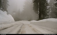 Photo by elki |  Sequoia snow, winter