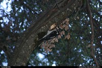 A woodpecker at work