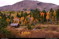 Photo by fongfotos | Alpine  Fall Colors, California, Trees, Nature