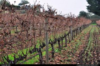 vineyard, napa valley