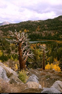 Photo by fongfotos | Kirkwood  Fall Colors, California, Trees, Nature