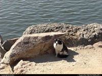 chat sauvage des plages de long beach