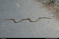 Rencontre inatendue avec ce serpent pendant une marche sur les collines d'Hollywood. Il ne semble pas que ce soit un serpent  sonnette, mais il tait assez impressionant, d'autant plus que un peu dans la lune j'tais  deux doigts de marcher dessus.