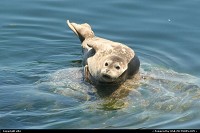 Photo by elki | Monterey  seal monterey
