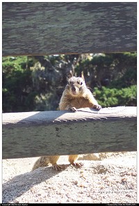 Photo by Jeb | Monterey  squirrel