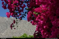 Palm Springs : Flowers under the sun